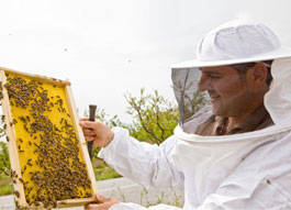 Services for Beekeepers icon
